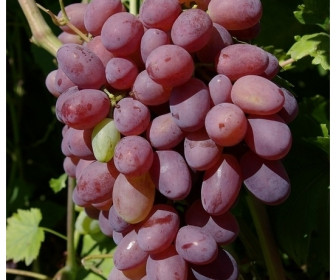 Виноград Алый-2