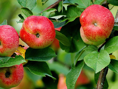 Яблоня Бельфлер-китайка саженец купить в Москве