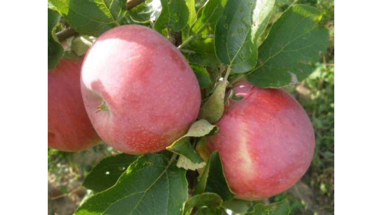 Купить саженцы яблоня Мантет в питомнике Москвы и Подмосковья
