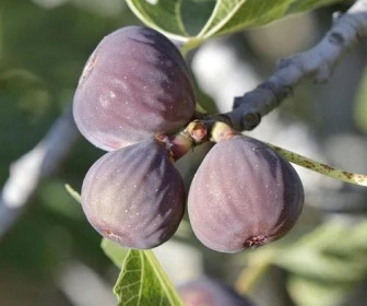 Инжир Айс Кристал