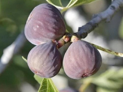 Инжир Айс Кристал саженец купить в Москве