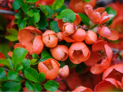 Айва Боуль де Фё (Boule de feu) саженец купить в Москве