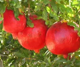 Гранат Ак-донна