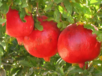 Гранат Ак-донна саженец купить в Москве