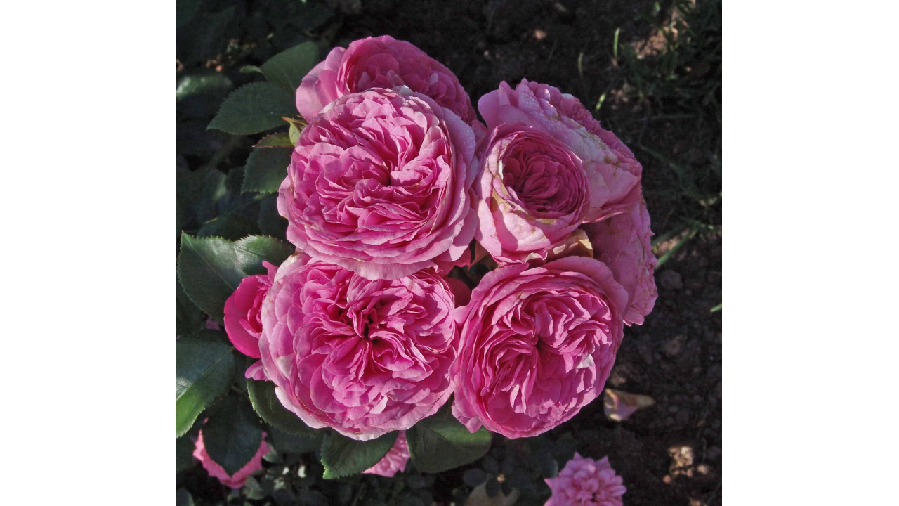 Роза Баронесса: характеристика, выращивание, уход. Отзывы о сорте.