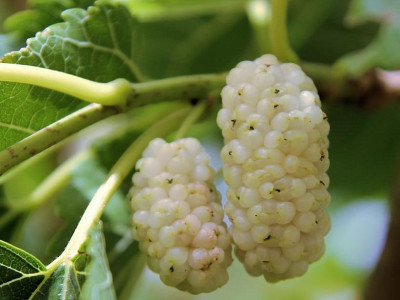 Шелковица Белая Нежность саженец купить в Москве