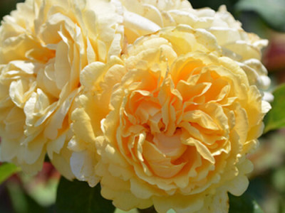 Роза Белла ди Тоди  саженец купить в Москве