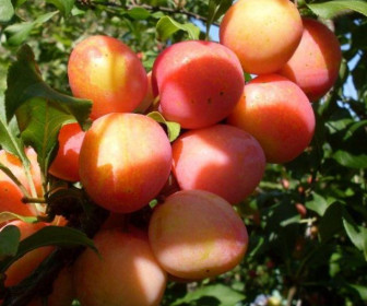 Шарафуга Белла Голд