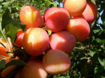 Шарафуга Белла Голд саженец купить в Москве