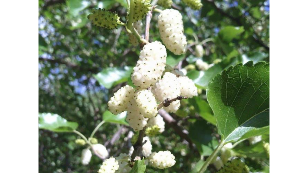 Купить плодовые в москве. Шелковица белая Morus Alba. Тутовник шелковица.