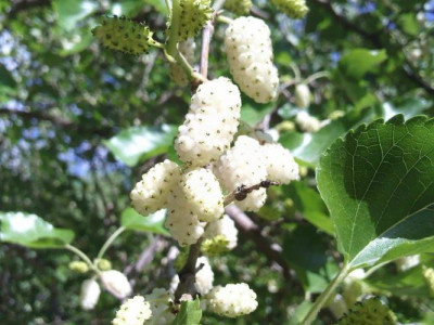 Шелковица Белоснежка саженец купить в Москве