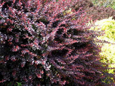 Барбарис Тунберга Атропурпуреа саженец купить в Москве