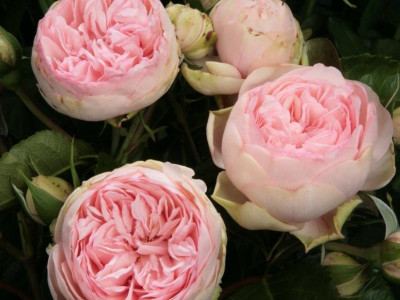 Роза Брайдал Пиано саженец купить в Москве