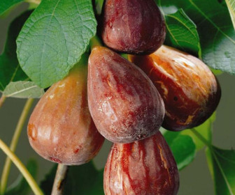 Инжир Браун Туркей