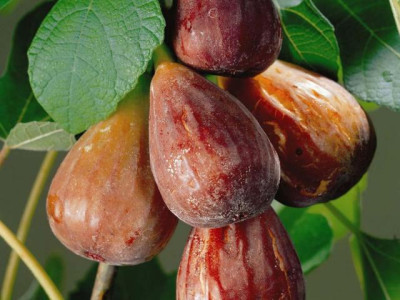 Инжир Браун Туркей саженец купить в Москве