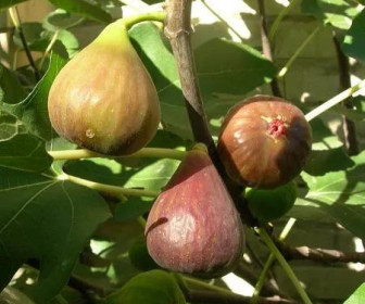 Инжир Брунсвик  