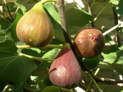 Инжир Брунсвик   саженец купить в Москве