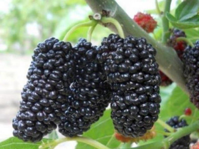 Шелковица Черная Баронесса Пендула саженец купить в Москве