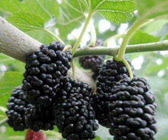 Шелковица Черная Жемчужина Пендула