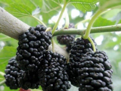 Шелковица Черная Жемчужина Пендула саженец купить в Москве