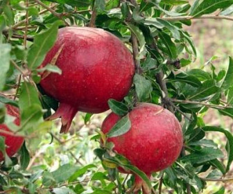 Гранат Чингил 