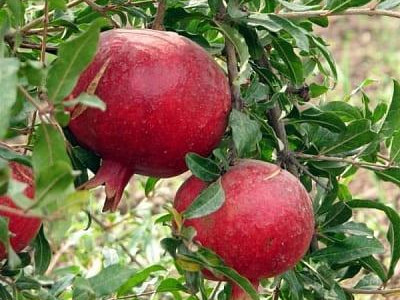 Гранат Чингил  саженец купить в Москве