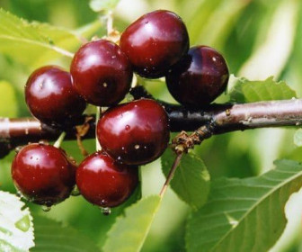 Дюк Чудо-Вишня 