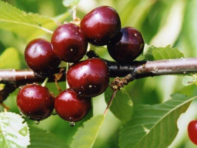 Дюк Чудо-Вишня  саженец купить в Москве