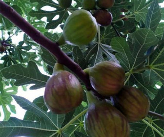 Инжир Далматский 