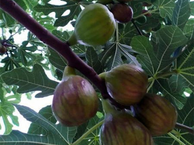 Инжир Далматский  саженец купить в Москве