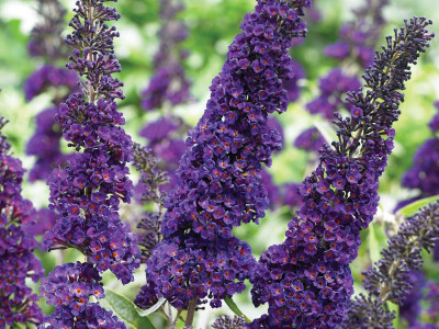 Буддлея Давида Блэк Найт саженец купить в Москве