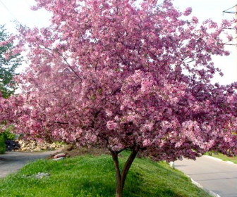Яблоня декоративная Недзвецкого