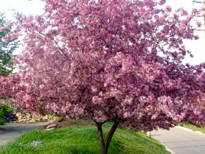 Яблоня декоративная Недзвецкого саженец купить в Москве