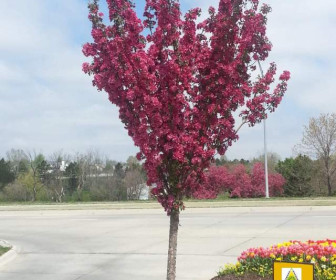 Яблоня декоративная Ред Барон