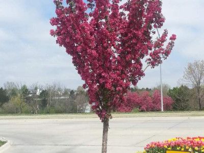 Яблоня декоративная Ред Барон саженец купить в Москве