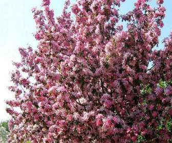 Яблоня декоративная Рудольф