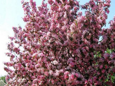 Яблоня декоративная Рудольф саженец купить в Москве