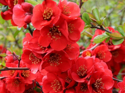 Айва Файр Дэнс саженец купить в Москве