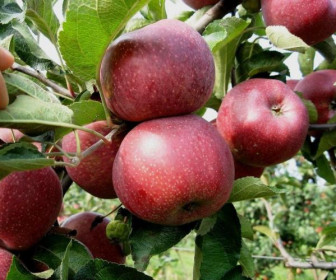 Яблоня Флорина 