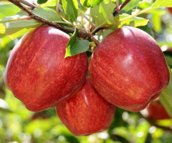 Яблоня Гала 