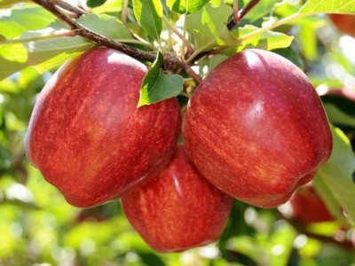 Яблоня Гала  саженец купить в Москве