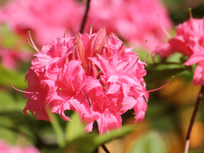 Азалия Хоумбуш (Homebush) саженец купить в Москве