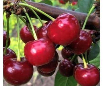 Дюк Ивановна