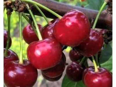 Дюк Ивановна саженец купить в Москве