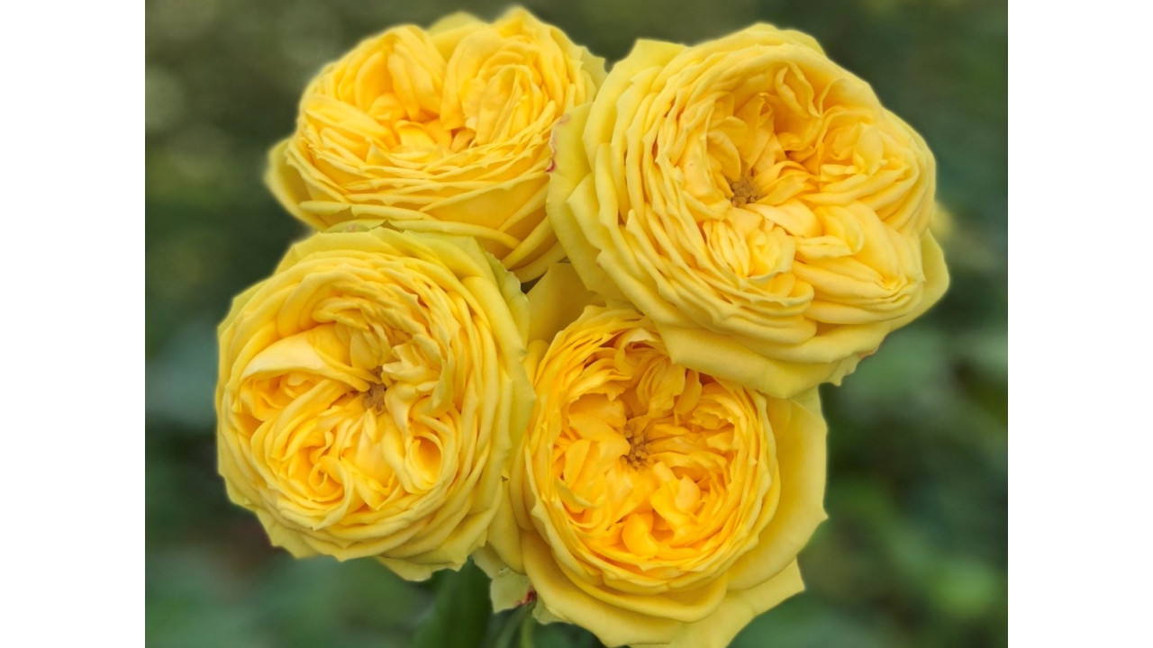 Внешний вид и характеристики розы Каталина