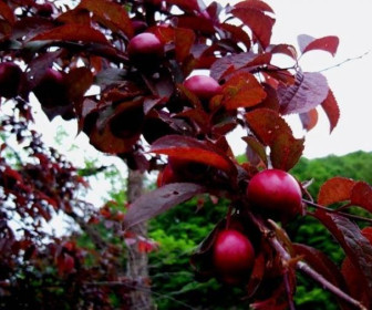 Слива краснолистная Голливуд