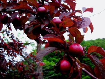 Слива краснолистная Голливуд саженец купить в Москве