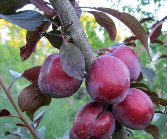 Слива краснолистная Русская