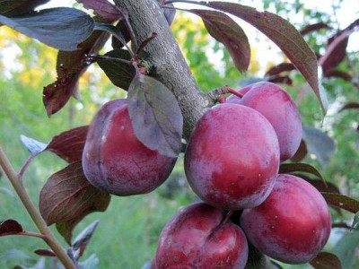 Слива краснолистная Русская саженец купить в Москве