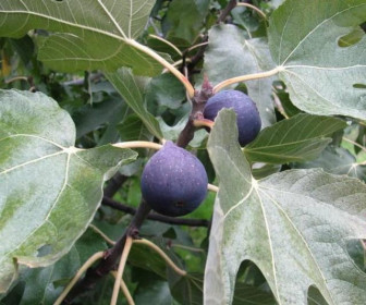 Инжир Крымский черный 